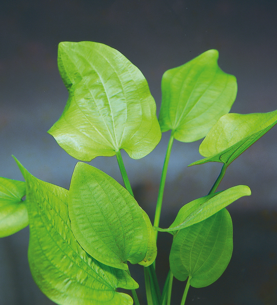 ​箭叶水草介绍：形态特征与栽培指南（Sagittaria