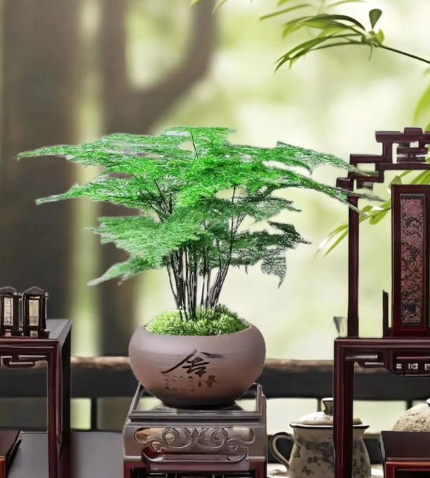 文竹介绍：形态特征与栽培指南（Asparagus